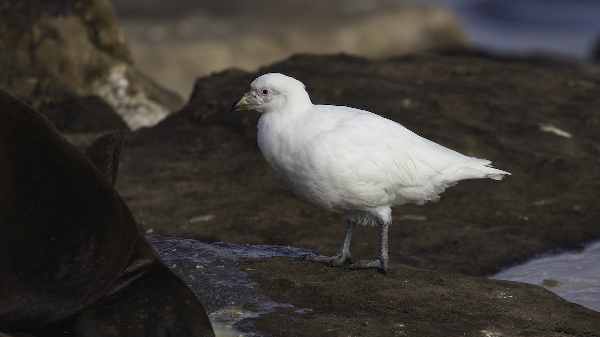 サヤハシチドリ - ML646724673