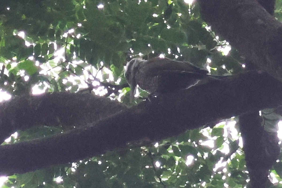 Pic à couronne d'or - ML646724674