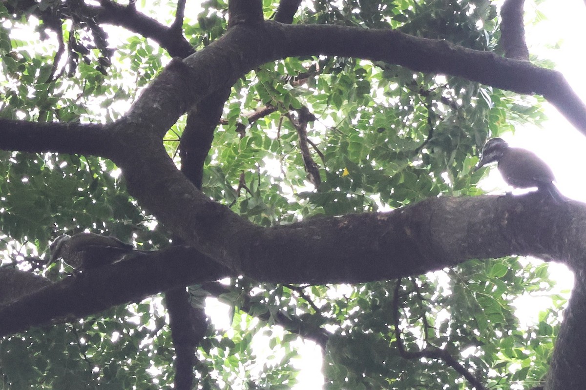 Pic à couronne d'or - ML646724675