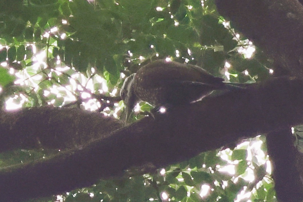 Pic à couronne d'or - ML646724676