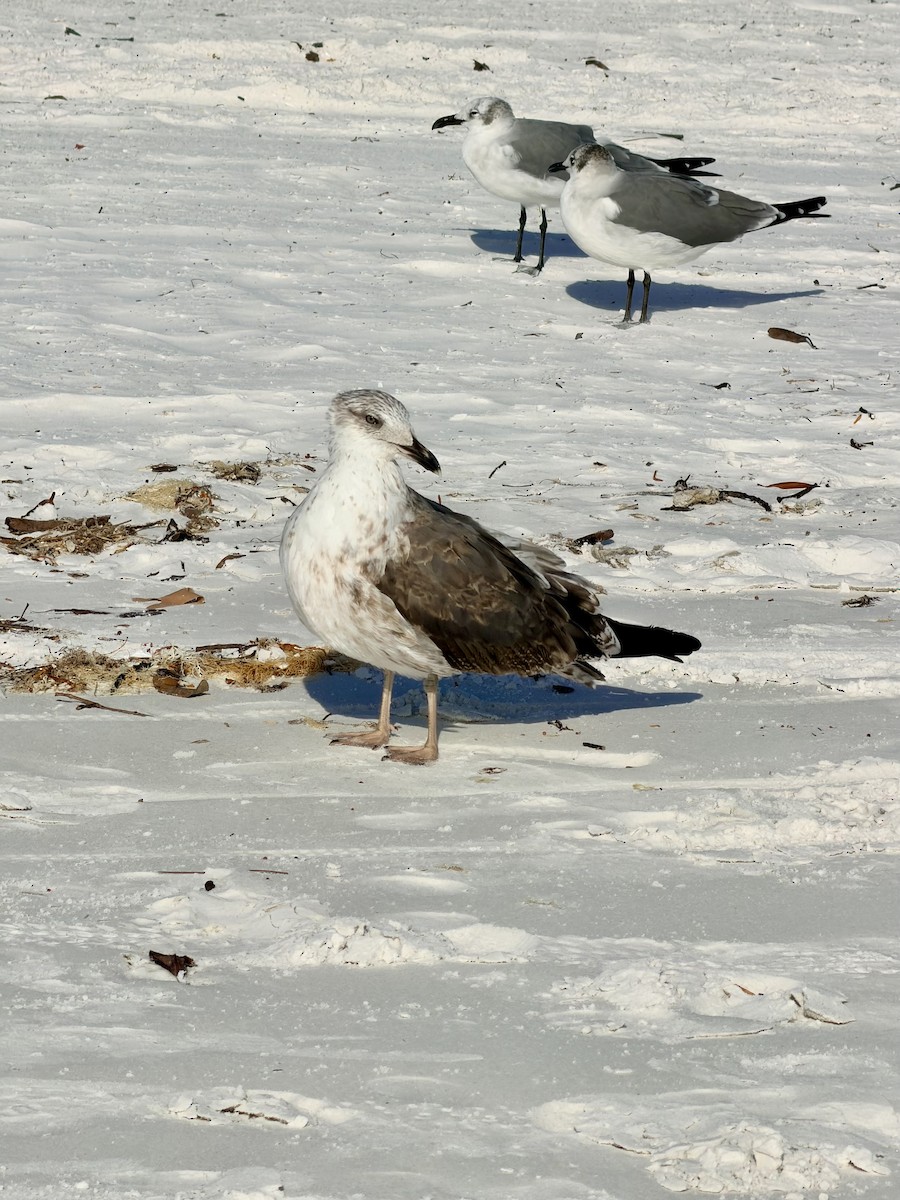 Zafferano - ML646724677