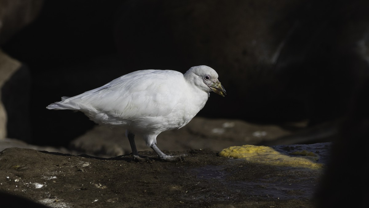 サヤハシチドリ - ML646724681