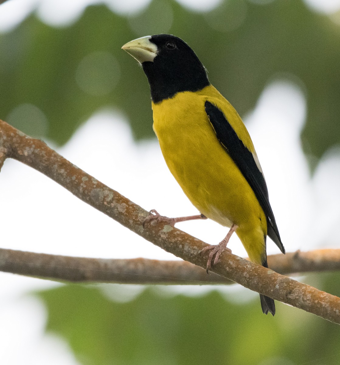 Hooded Grosbeak - ML646724682
