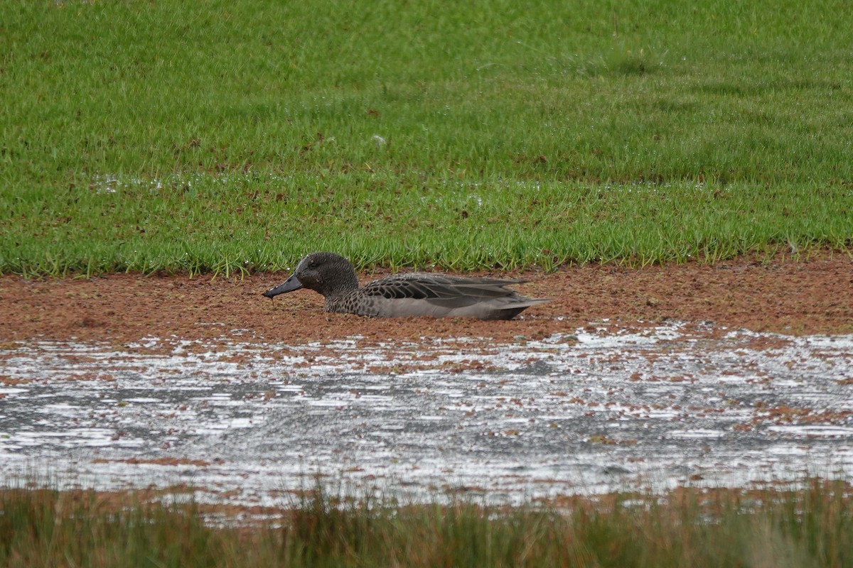 Andean Teal - ML646724683