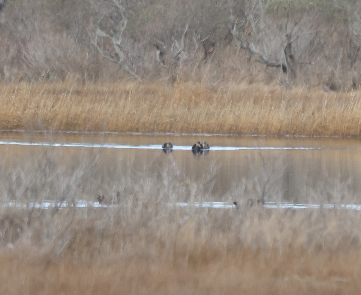 Американская кряква - ML646724686