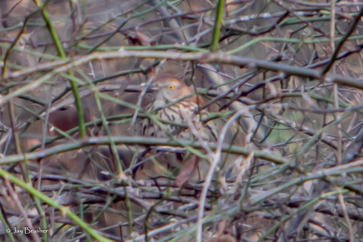 Moqueur roux - ML646724703