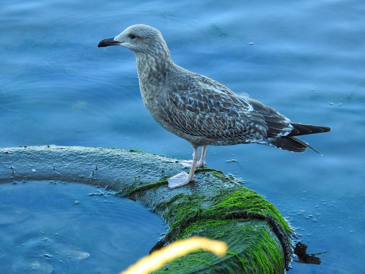 racek americký - ML646724704