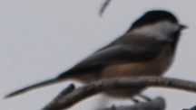 Black-capped Chickadee - ML646724706