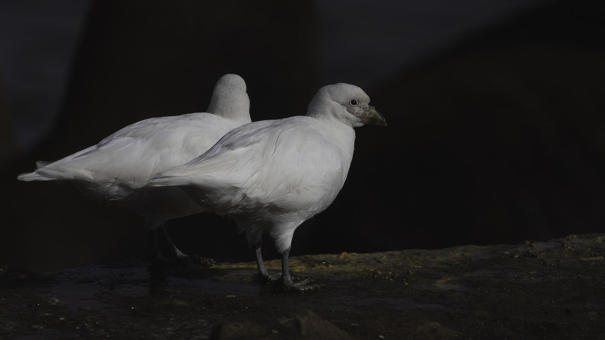 サヤハシチドリ - ML646724710