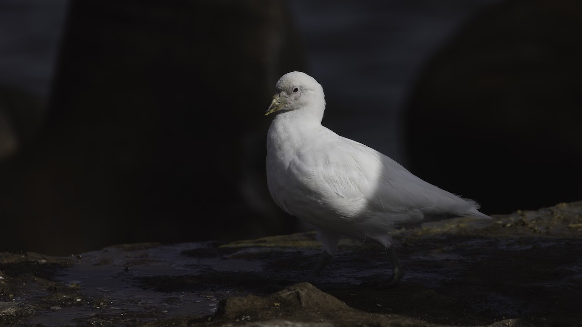 サヤハシチドリ - ML646724711