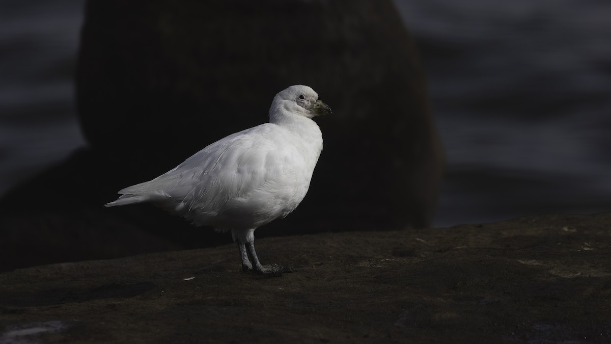 サヤハシチドリ - ML646724712