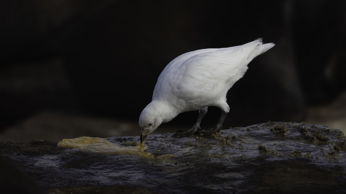 サヤハシチドリ - ML646724713