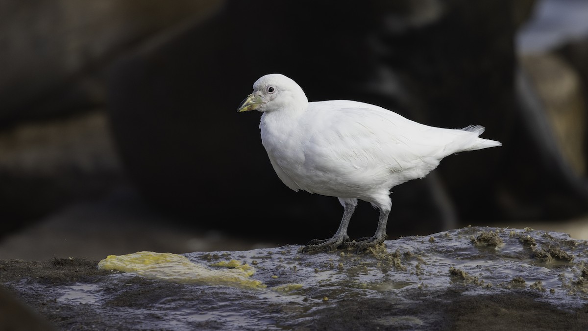 サヤハシチドリ - ML646724714