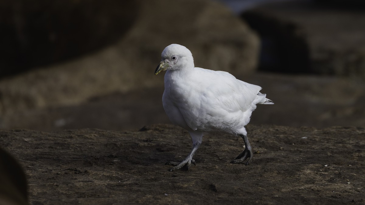 サヤハシチドリ - ML646724715