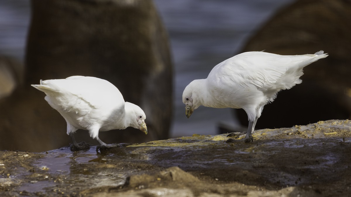 サヤハシチドリ - ML646724716