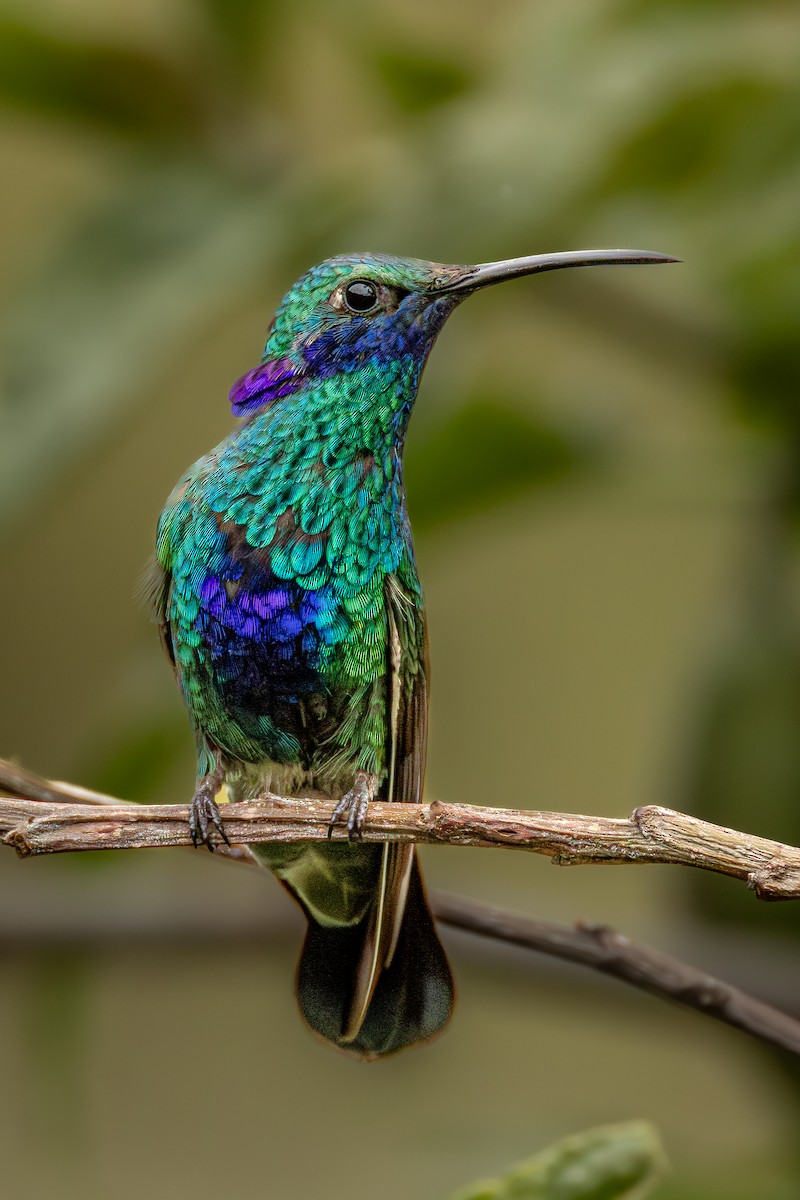 Sparkling Violetear - ML646724718