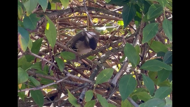 Northern Mockingbird - ML646724719