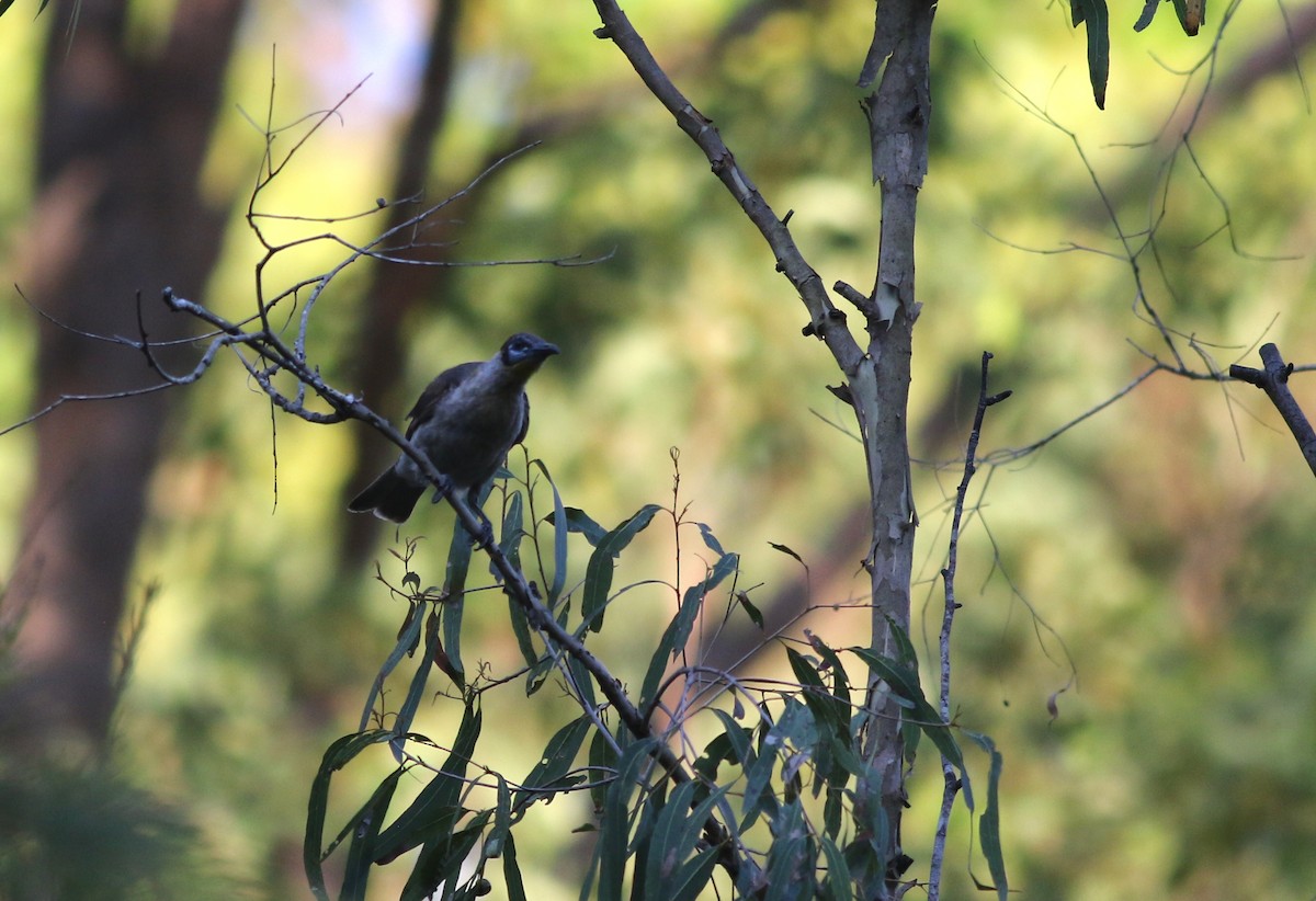 Küçük Boz Keşişkuşu - ML646724721