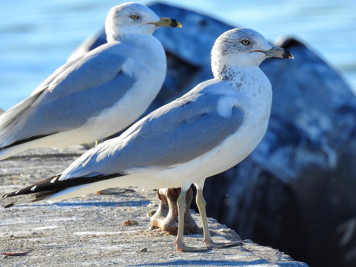 racek kroužkozobý - ML646724722