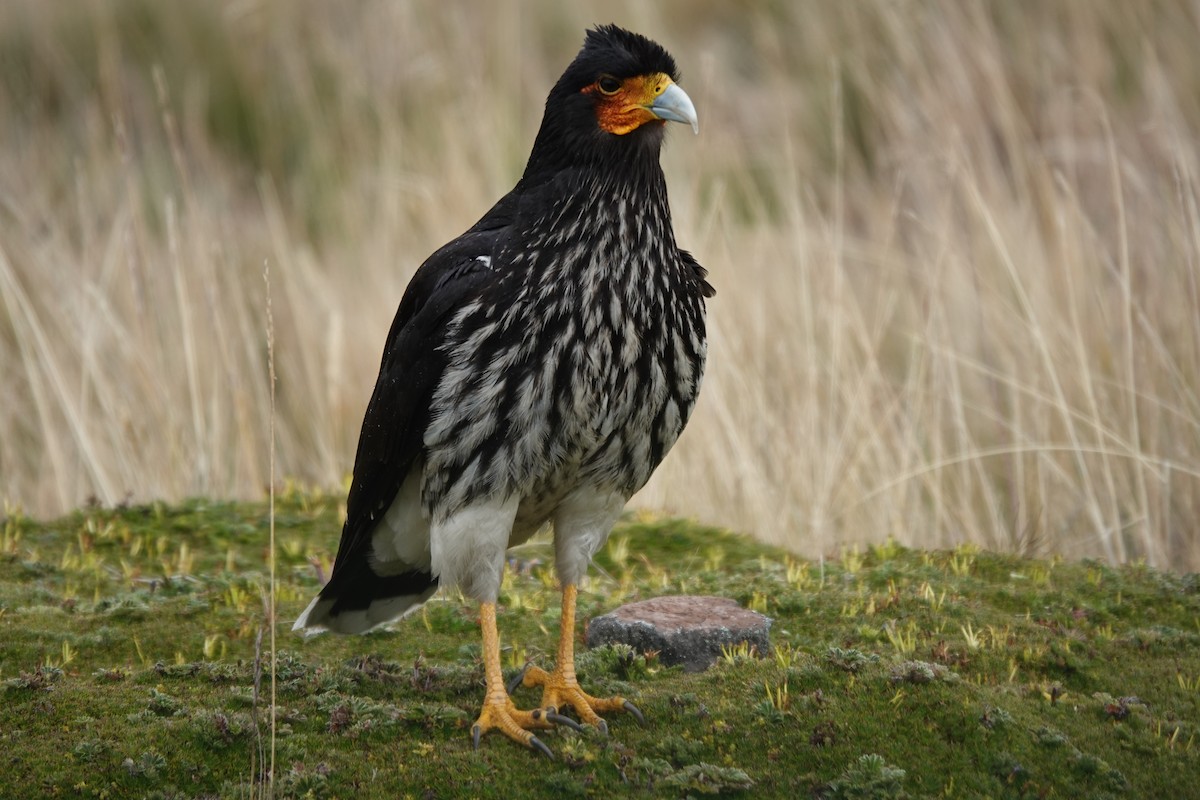Carunculated Caracara - ML646724725