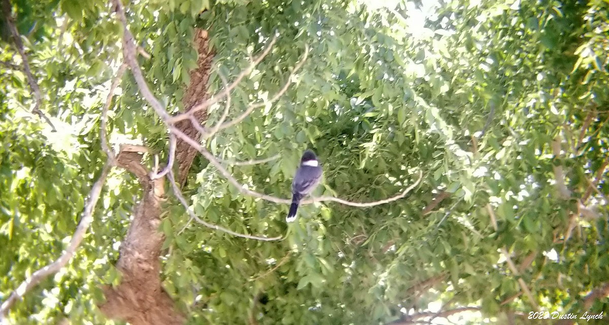 Tirano Oriental - ML646724728