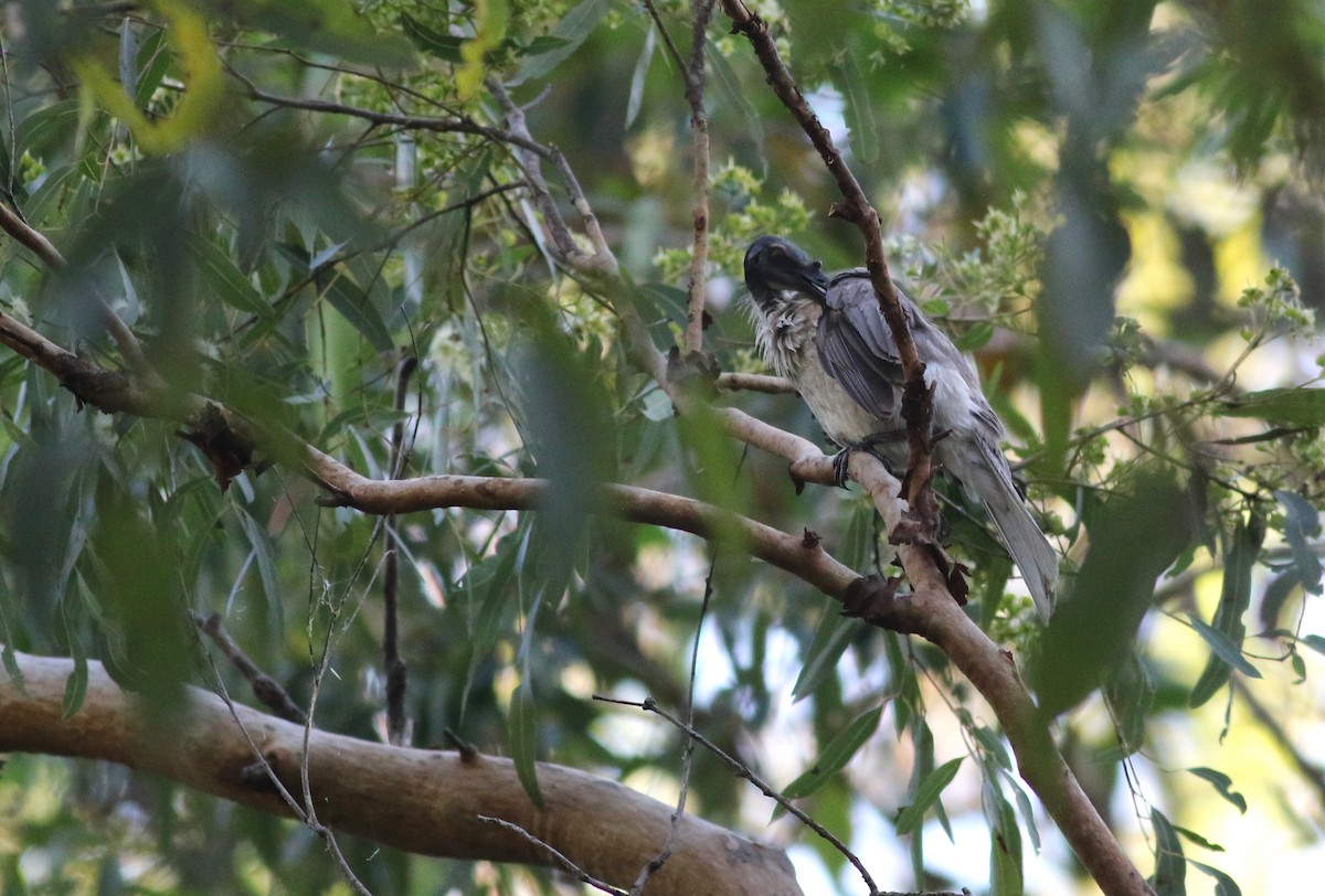 Bağırgan Keşişkuşu - ML646724730