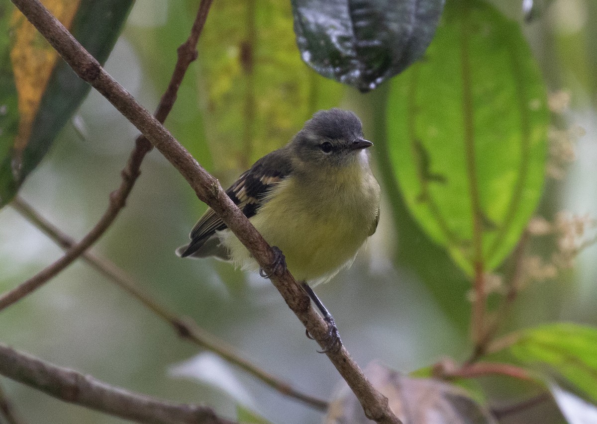 Tyranneau soufré - ML646724731