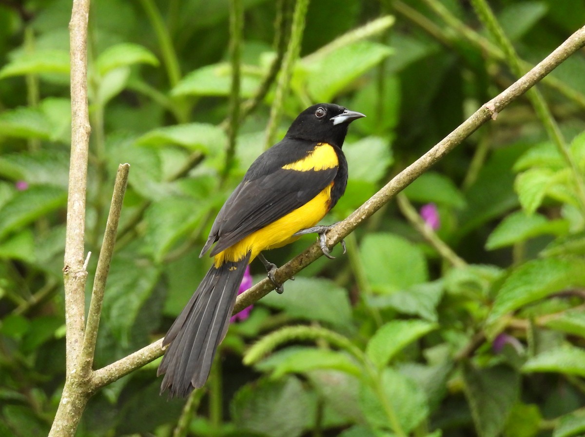 Black-cowled Oriole - ML646724732