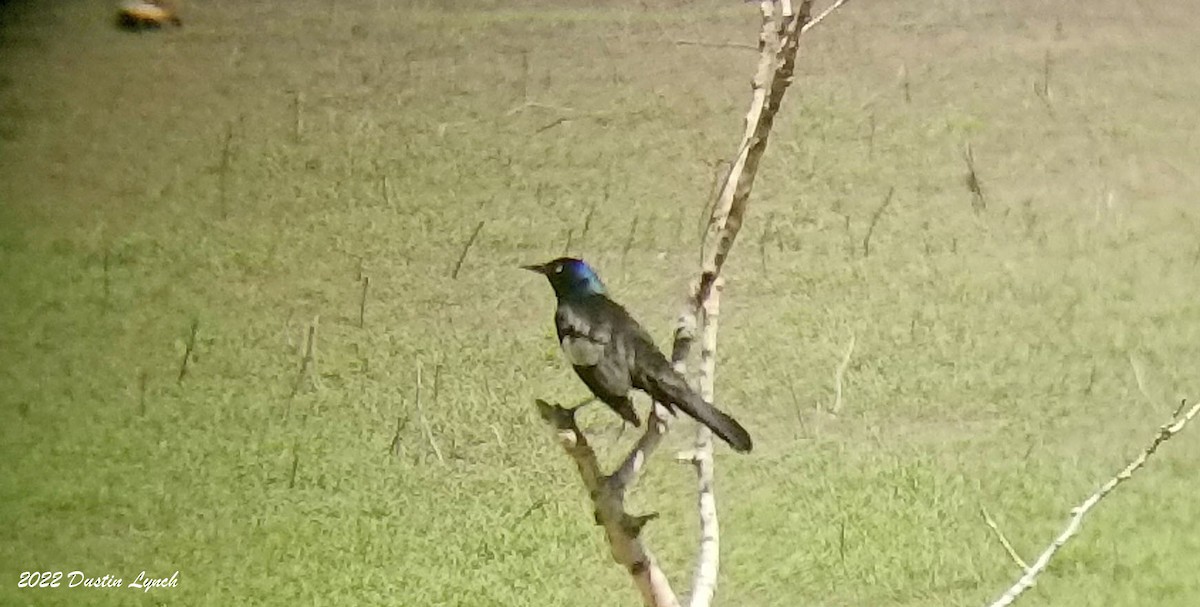 Purpurgrackel - ML646724734