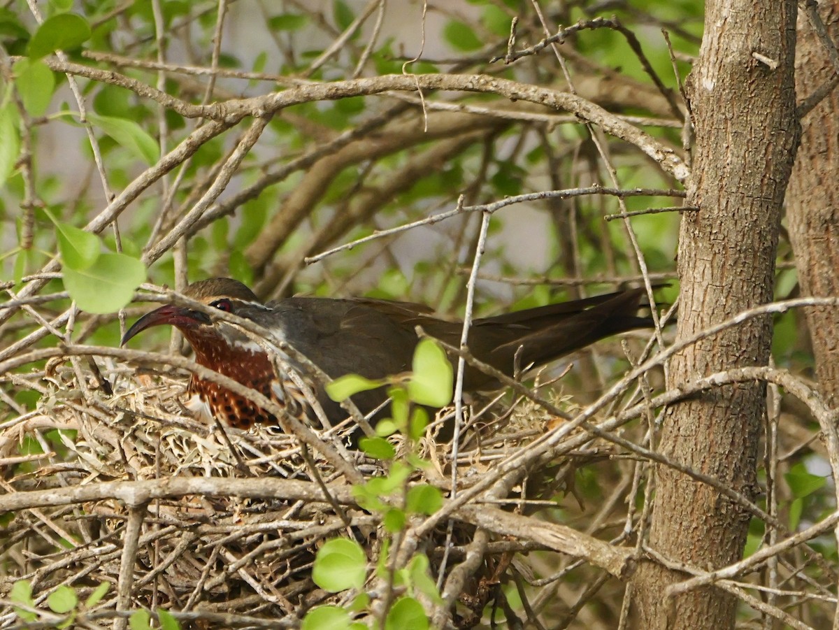 Subdesert Mesite - ML646724741