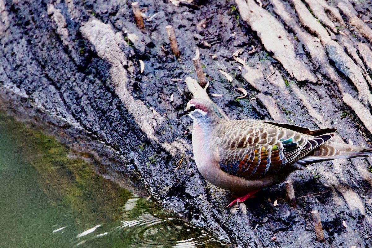 Bronzeflügeltaube - ML646724742