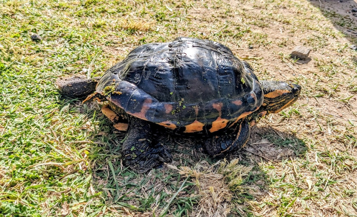 Black-bellied Slider - ML646724744