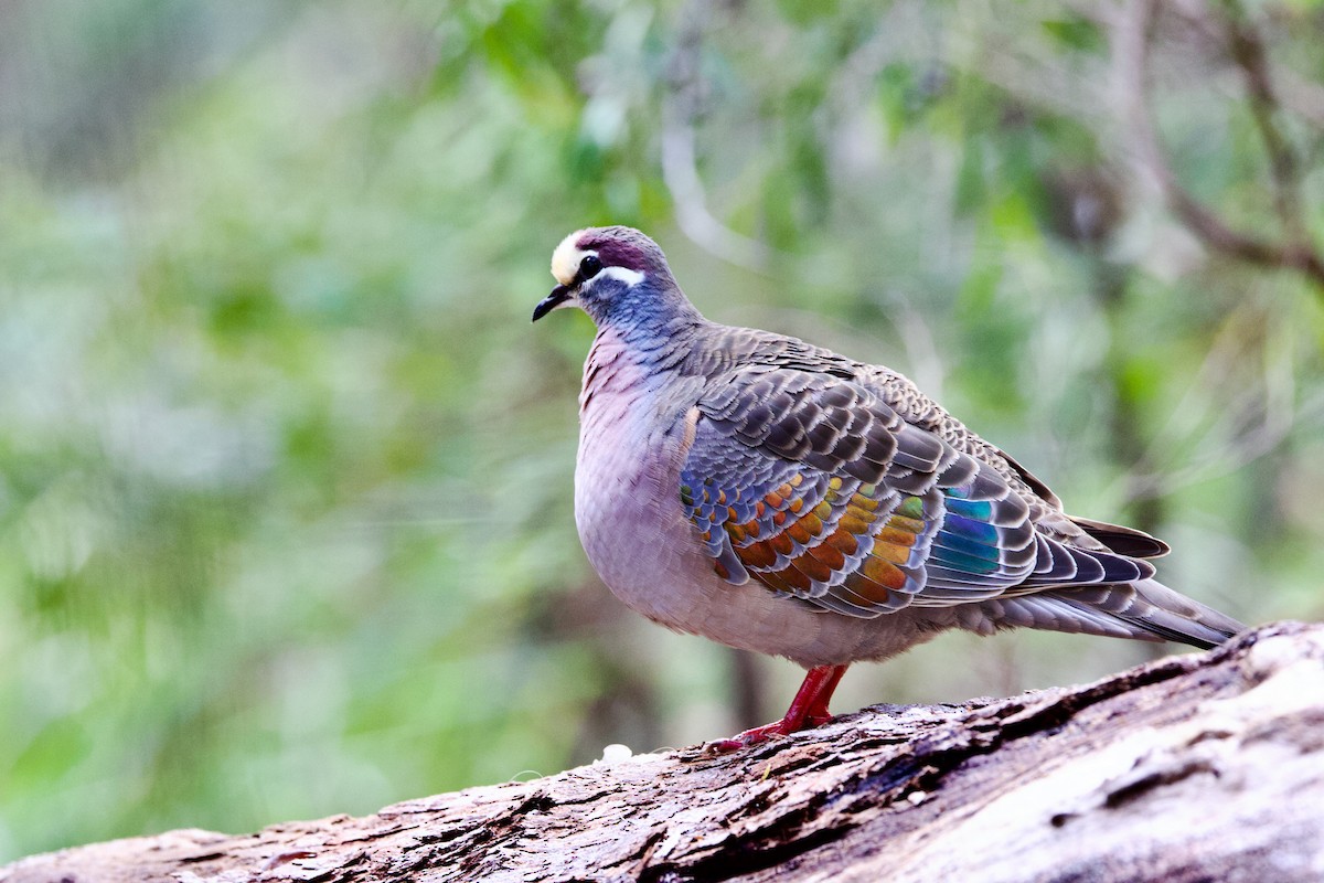 Bronzeflügeltaube - ML646724745