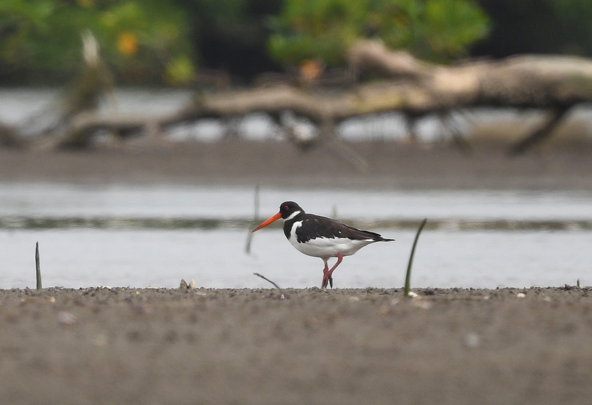Eurasian Oystercatcher (Western) - ML646724746