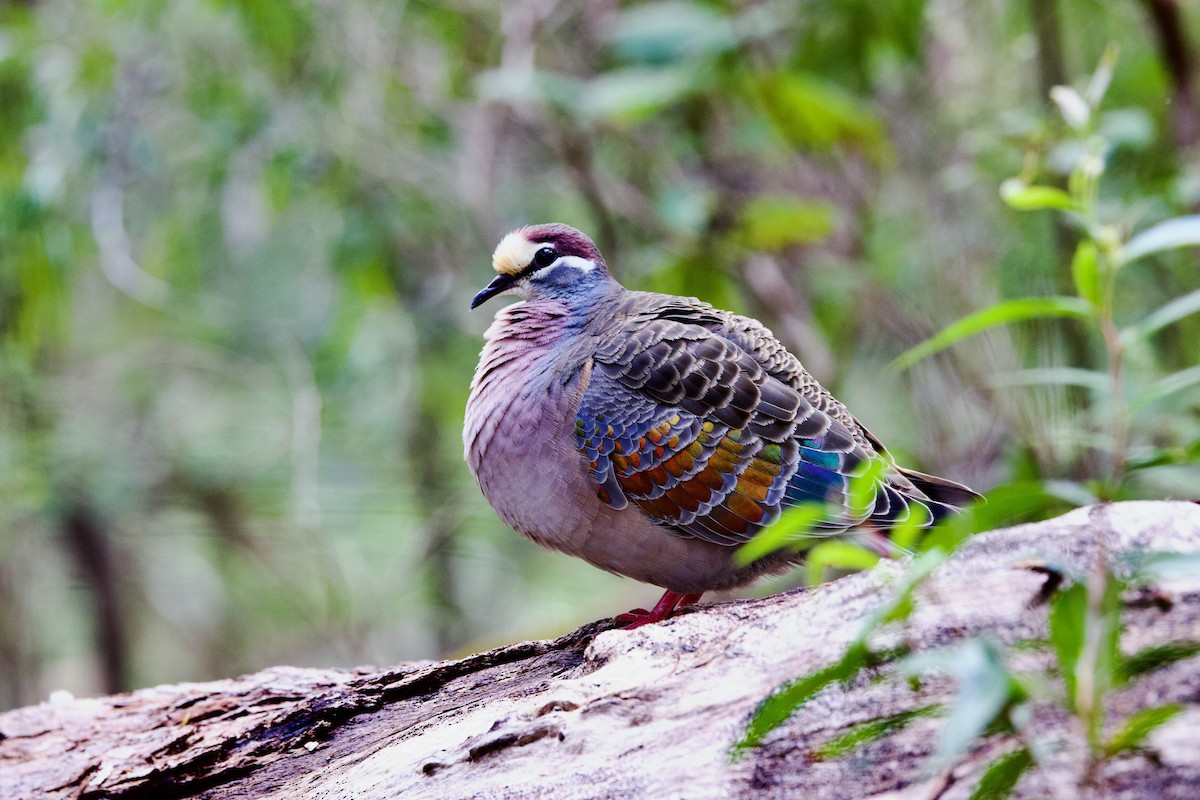 Bronzeflügeltaube - ML646724747