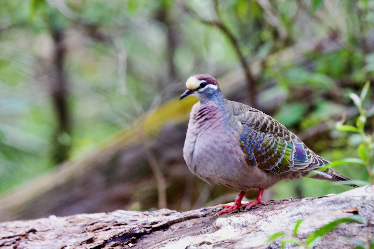 Bronzeflügeltaube - ML646724748