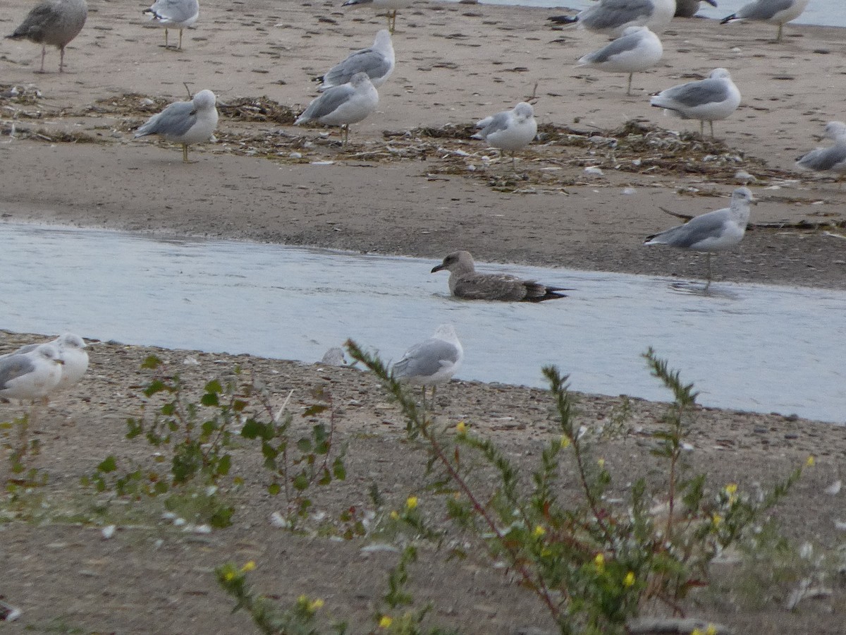 Zafferano - ML646724749