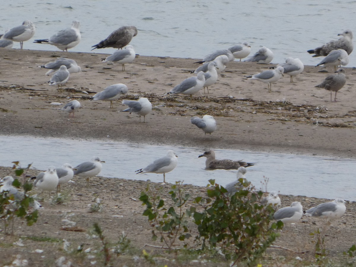 Zafferano - ML646724750