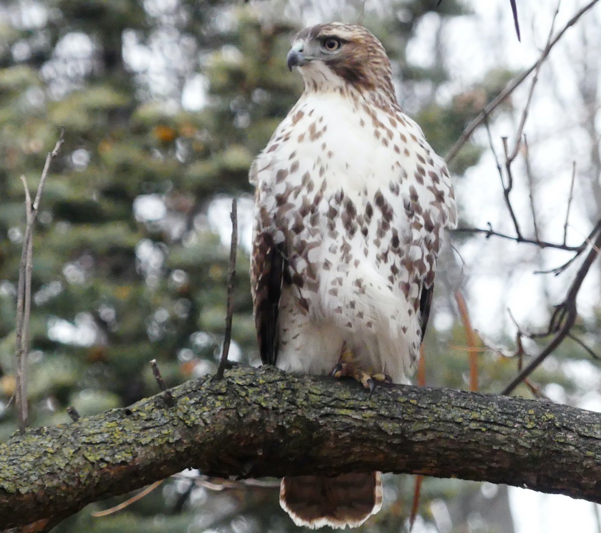 Buse à queue rousse - ML646724751