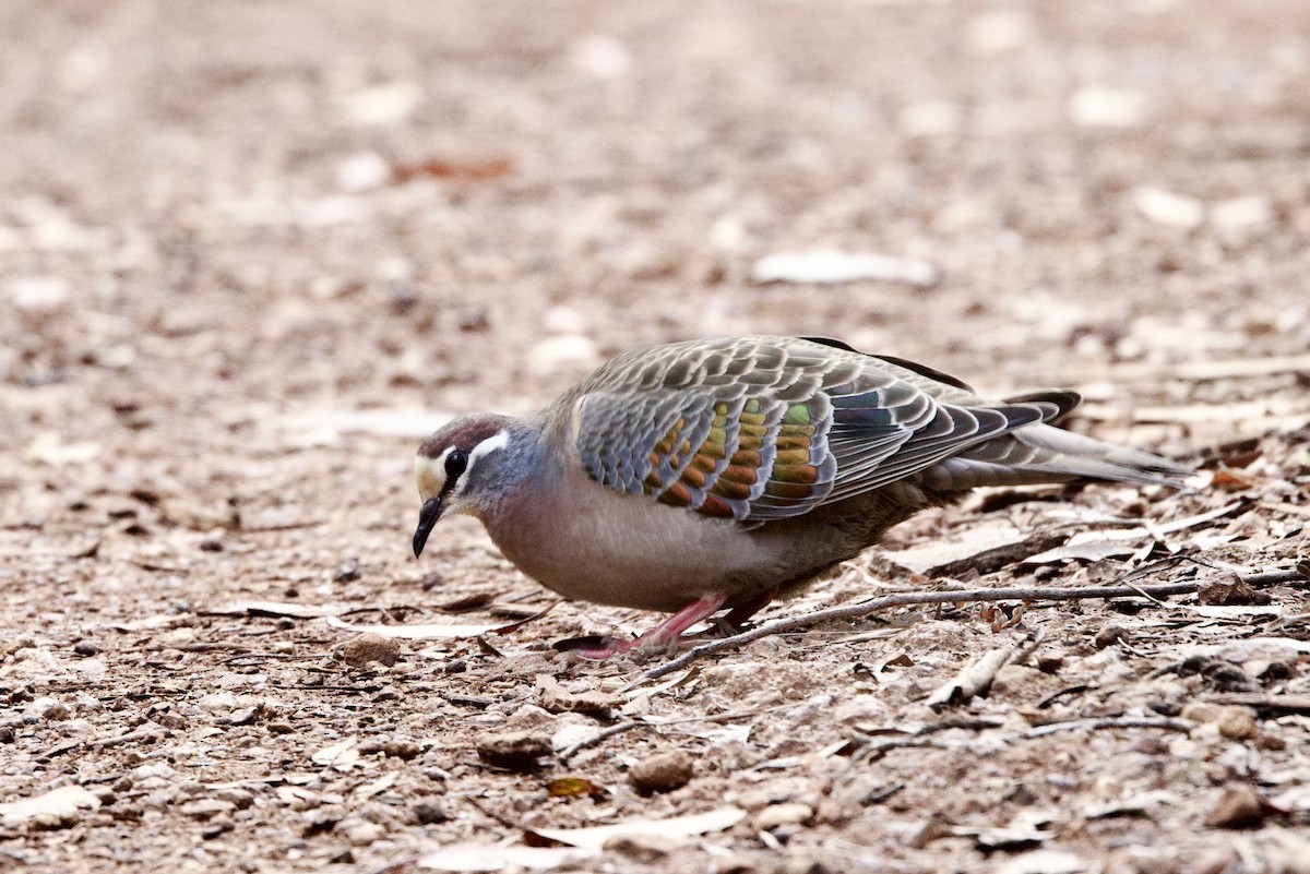 Bronzeflügeltaube - ML646724755