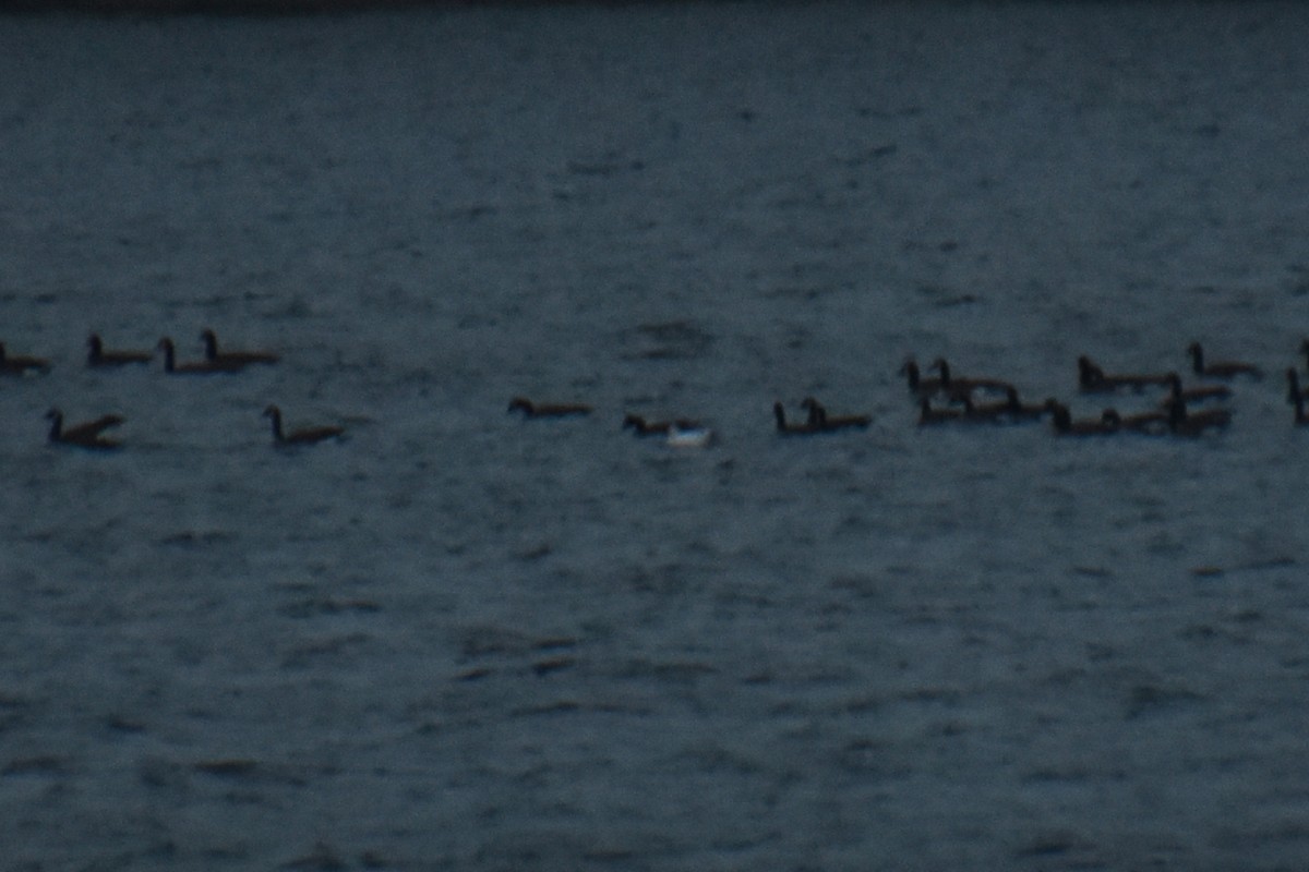 Гусь Росса - ML646724756