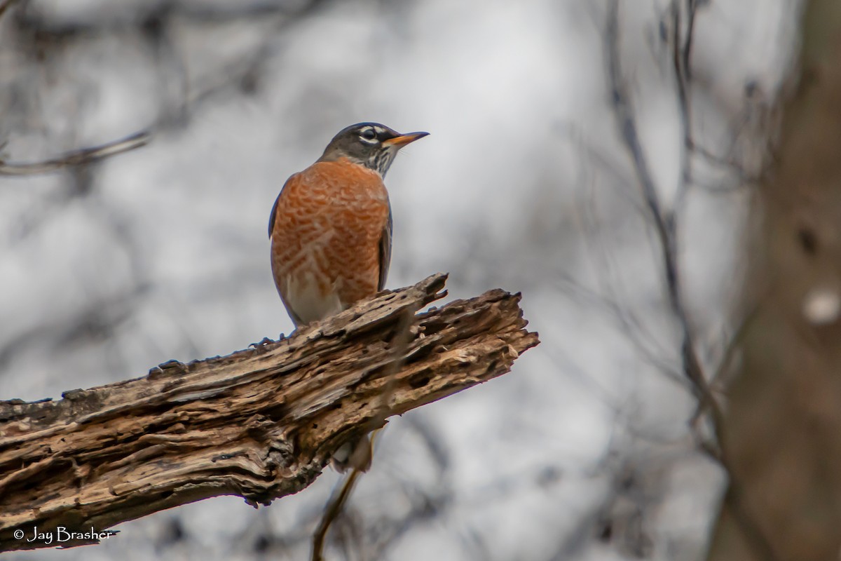Merle d'Amérique - ML646724757
