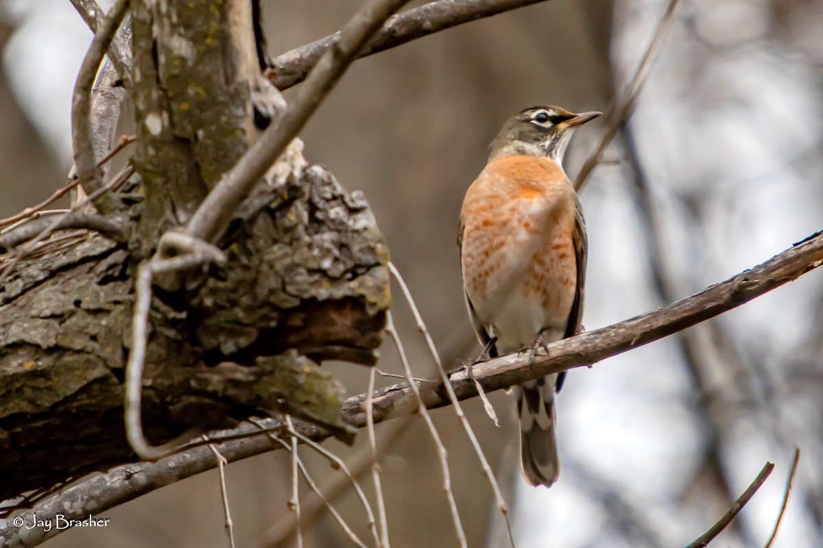 Merle d'Amérique - ML646724758