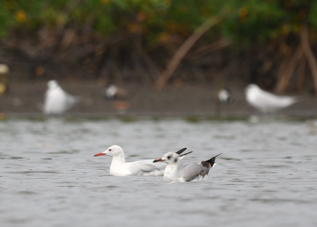 Slender-billed Gull - ML646724759
