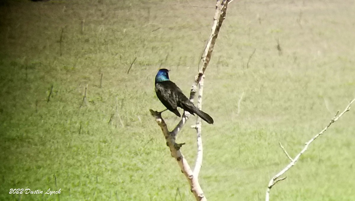 Purpurgrackel - ML646724764