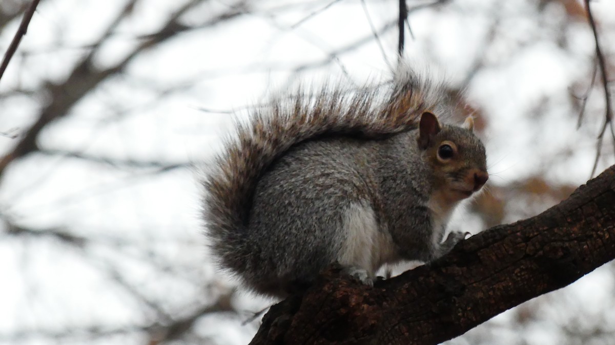 Écureuil gris - ML646724768