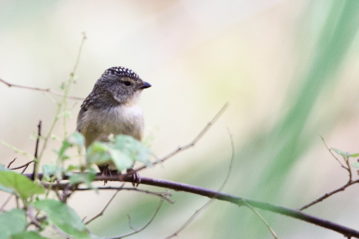 Fleckenpanthervogel - ML646724769