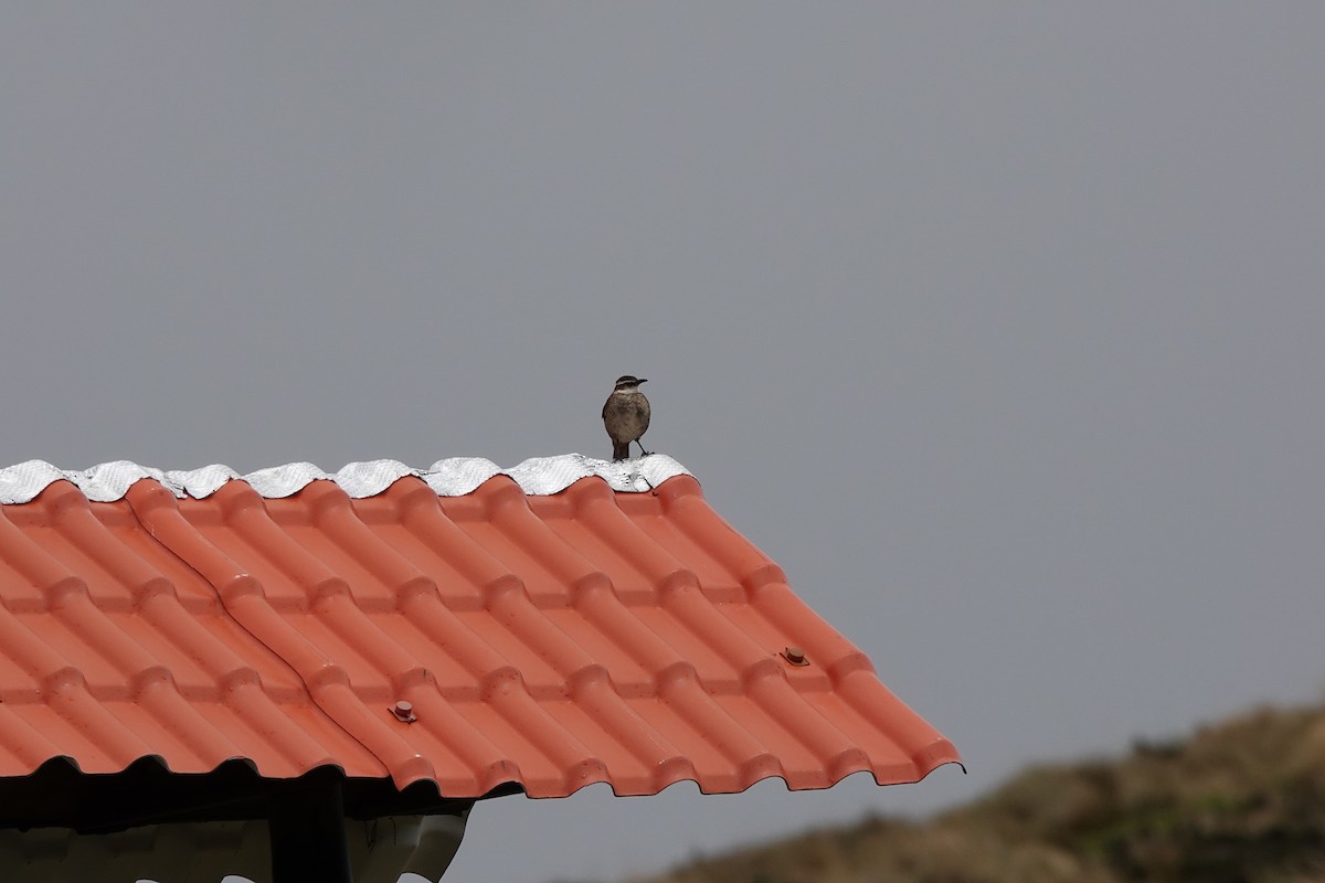 Stout-billed Cinclodes - ML646724770