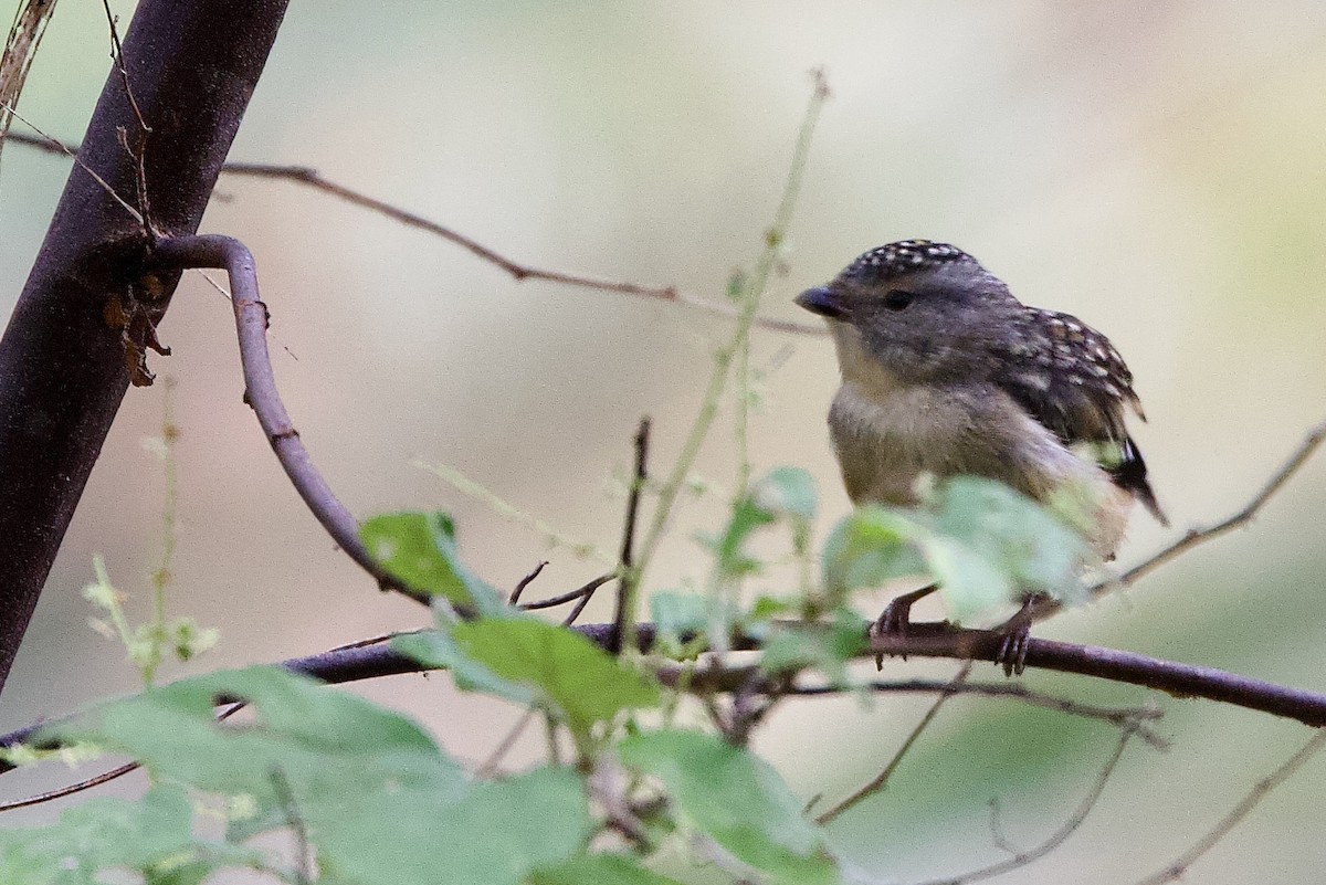 Fleckenpanthervogel - ML646724771