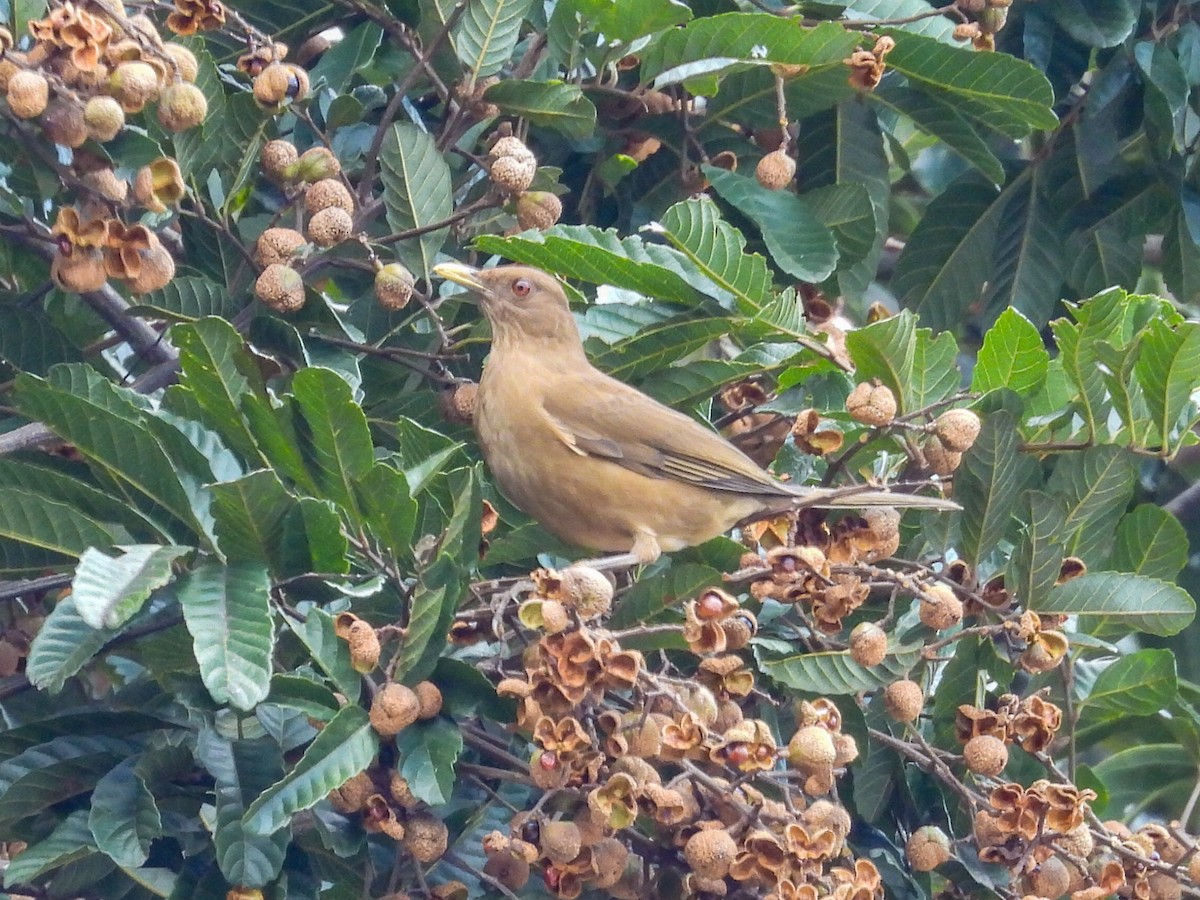 Дрізд бронзовий - ML646724773